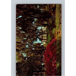 Vintage Dexter Press Postcard Southern Plantation Spanish Moss Azaleas